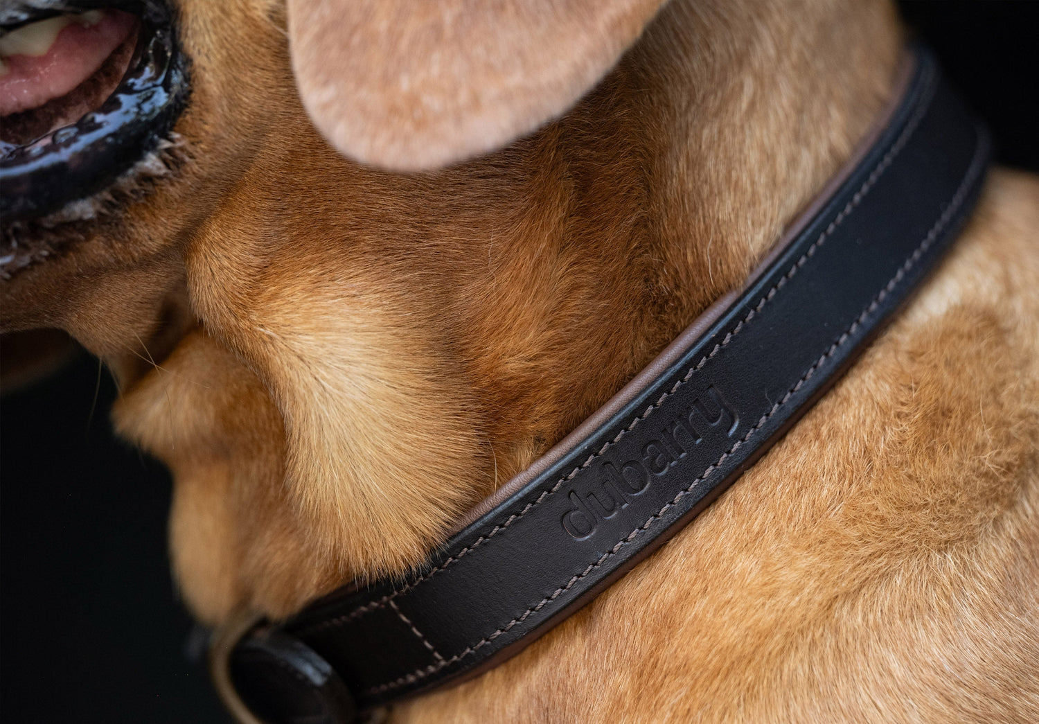 Axel Leren Hondenhalsband